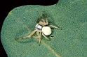 Misumena_vatia_P1093_O_88_Les Gris_Frankrijk